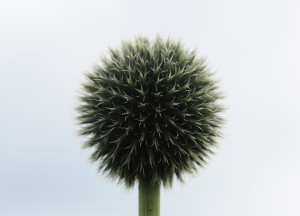 plant-ball-circle-flower