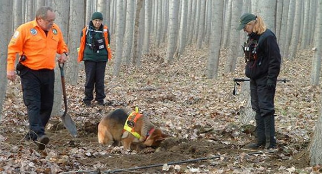 how are cadaver dogs trained